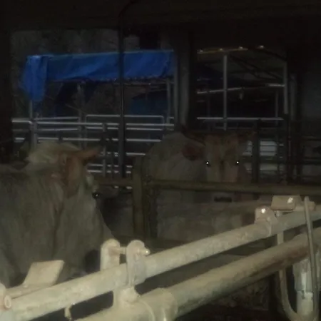 Le Chianine Dei Tognoli Bauernhof Gragnola